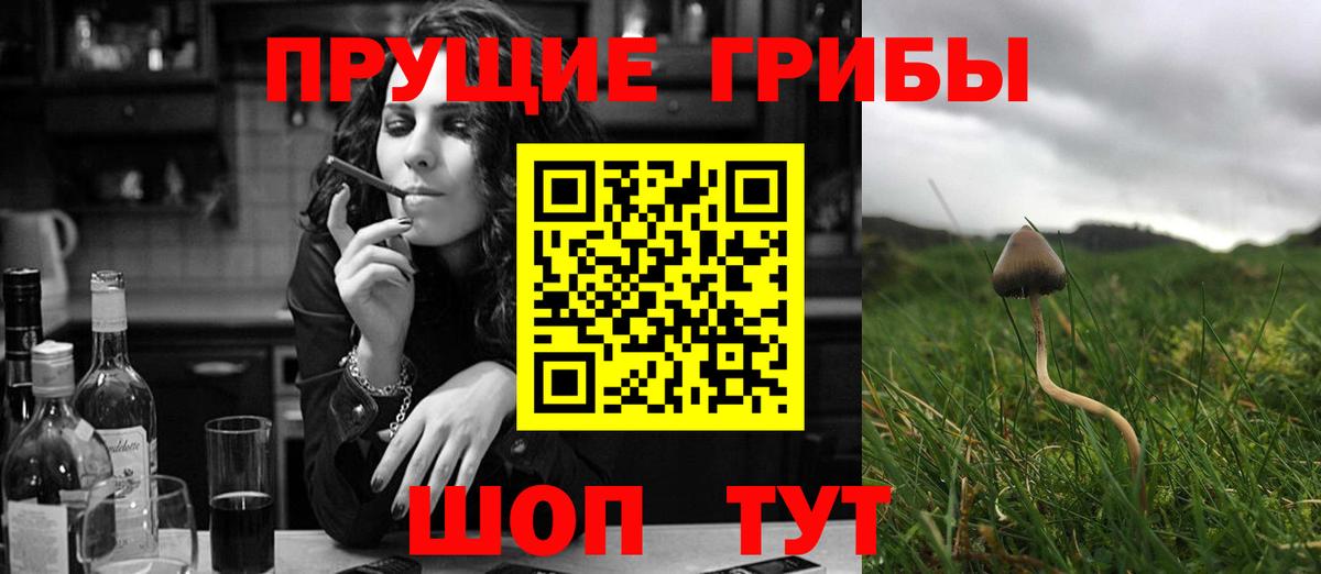 Псилоцибиновые грибы Psilocybe Железногорск
